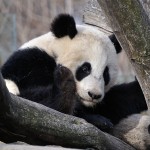 giant_panda